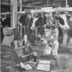 Curtiss Breeding Services Inseminator Preparing to Service the Cattle, 1942