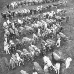 Cows at Curtiss Farm, 1951