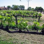 Hopper Creek vineyard, first plantings